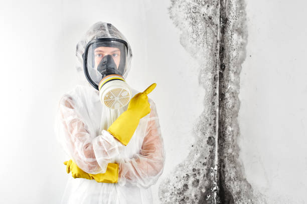 Trusted Hernando, FL Mold Removal & Remediation Experts